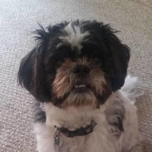 Meet your Posher, Joy